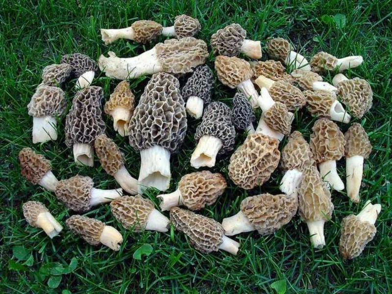Morel Mushroom 5 Gallons Spores In Sawdust Seed Grow Kit From Wv Free Shipping